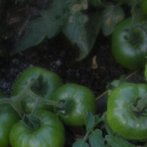 Tomato / f1 hybrid chandrama