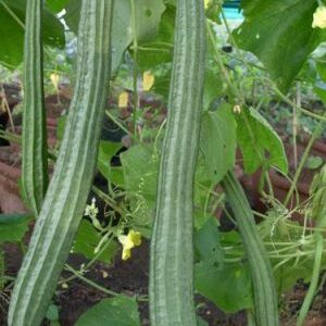 Ridge Gourd / F1 Hybrid Rani