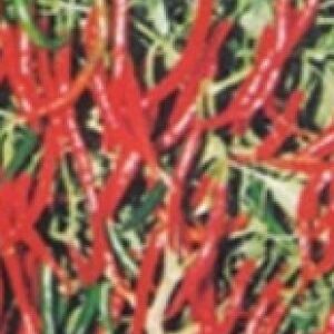 Hot Pepper / F1 Hybrid Rati