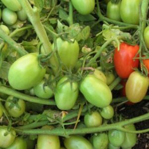 Tomato / F1 Hybrid Shraddha