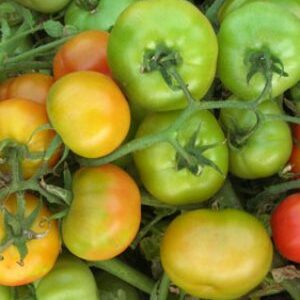 Tomato / f1 hybrid suhas