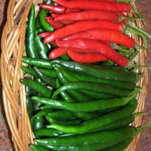 Hot Pepper / F1 Hybrid Tara