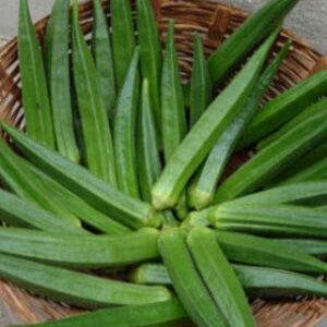 Okra / F1 Sanjivani 4331