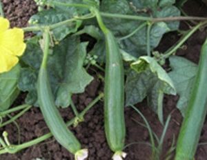 Sponge Gourd / F1 Hybrid Harshita