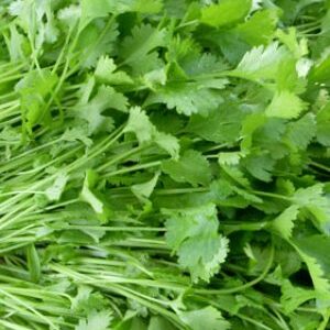 Coriander / Suruchi