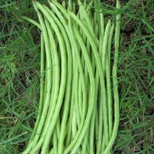 Cowpea / Sanjivani 18