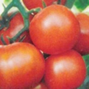 Tomato / f1 hybrid suhas 504