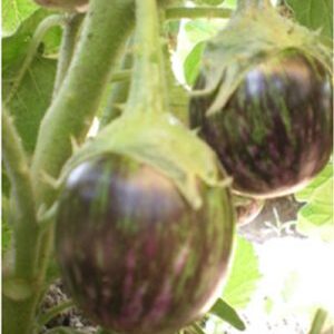 Brinjal / Sanjivani Vijeta
