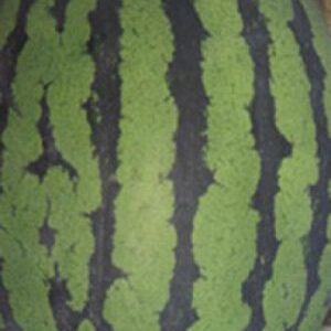 WATER MELON / F1 Hybrid Manik
